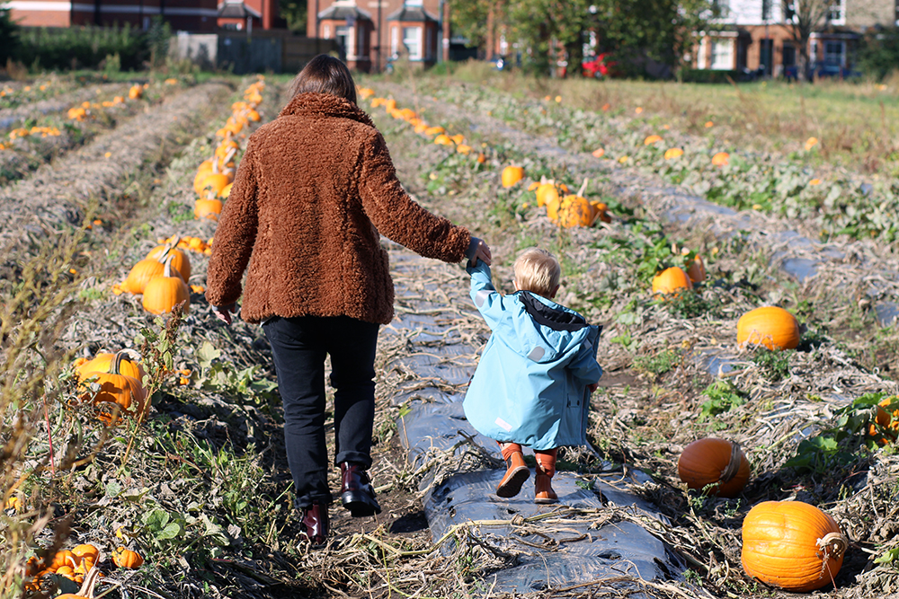 Autumn Pumpkins