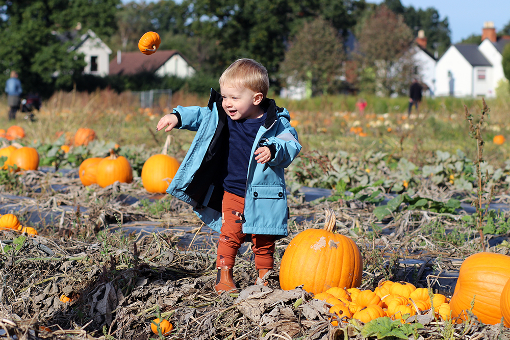 Autumn Pumpkins