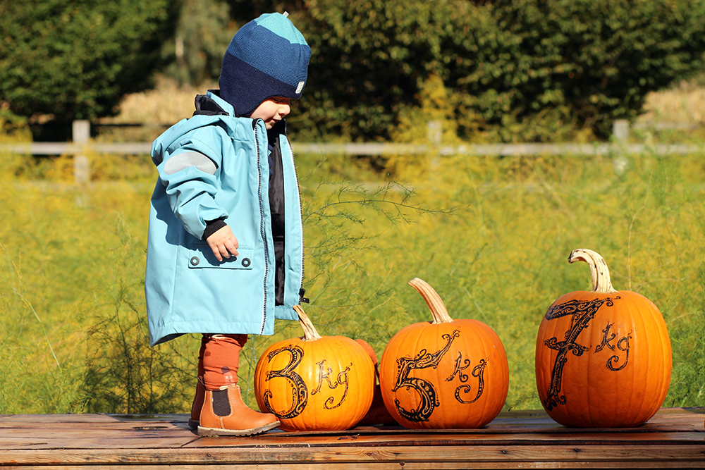 Autumn Pumpkins